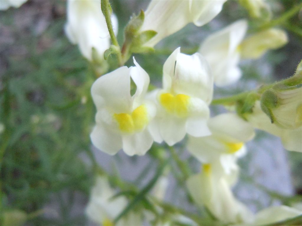 Sconosciuta da identificare - Antirrhinum sp.